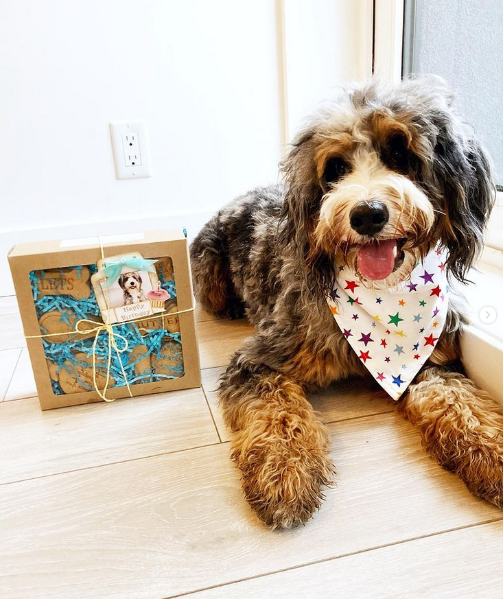 Birthday Treat Box (with birthday bandana)